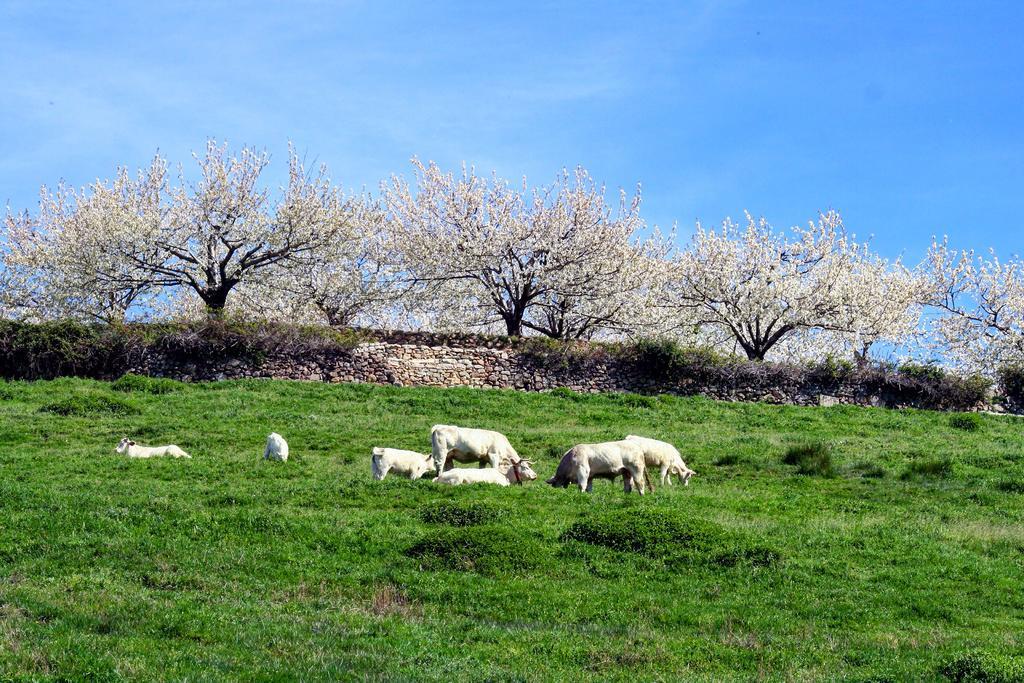 Finca El Carpintero Jerte Εξωτερικό φωτογραφία